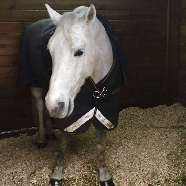 Litière miscanthus pour chevaux