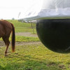 Boule anti-taons pour chevaux