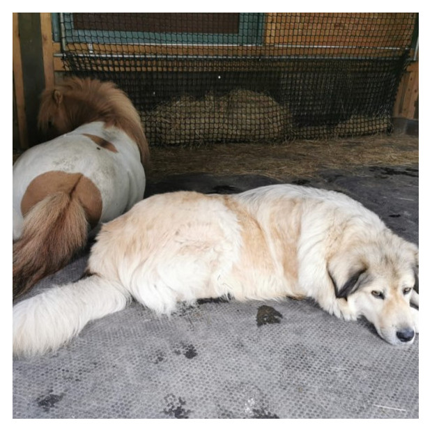 Le matelas mousses adopté par les poneys