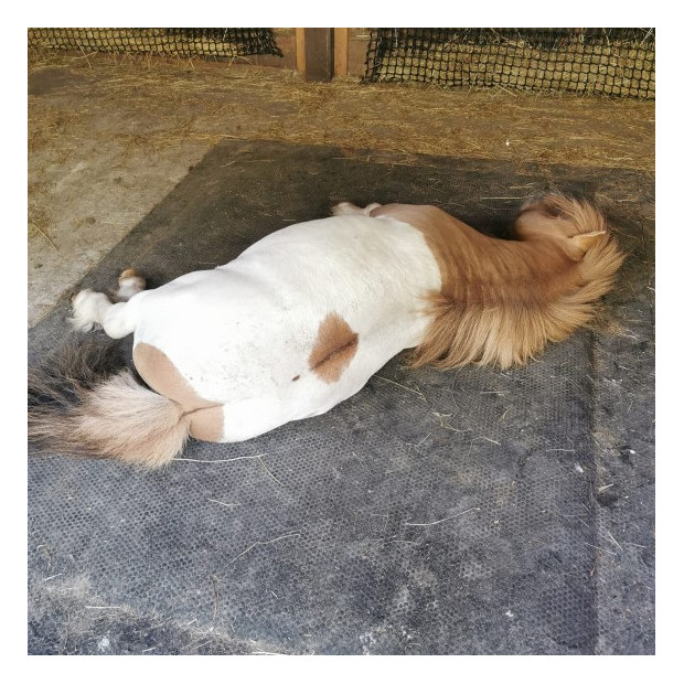 Le matelas mousses adopté par les poneys